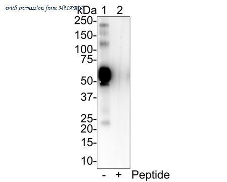 HUABIO HA721670 image 1