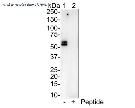 HUABIO HA721671 image 1