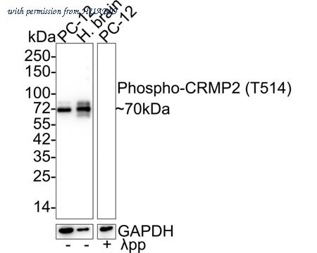 HUABIO HA721674 image 1