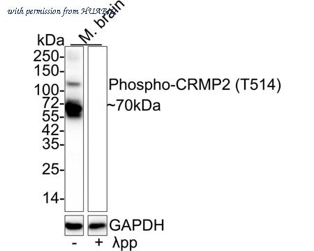 HUABIO HA721674 image 2