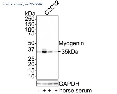 HUABIO HA721688 image 1