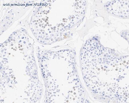 HUABIO HA721694 image 3