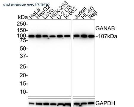 HUABIO HA721696 image 1