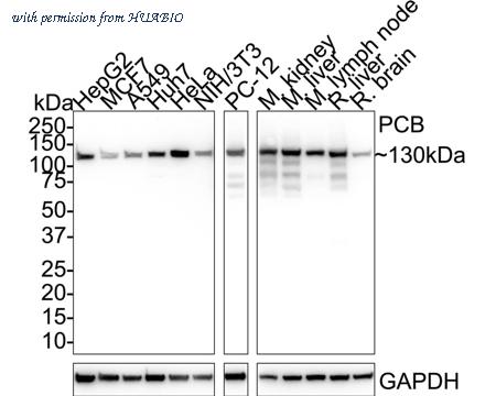 HUABIO HA721698 image 1