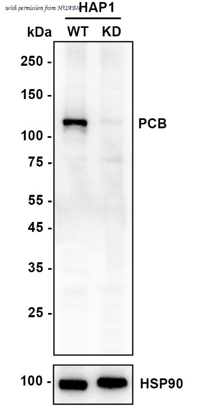 HUABIO HA721698 image 2