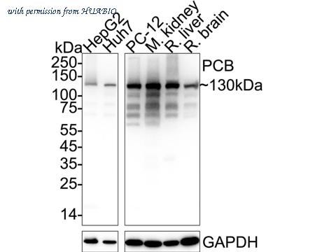 HUABIO HA721698 image 3