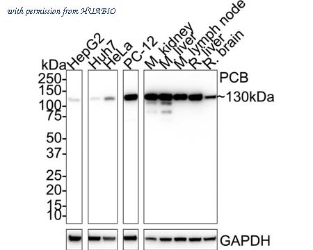 HUABIO HA721699 image 1