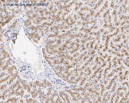 HUABIO HA721699 image 2