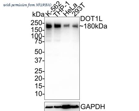 HUABIO HA721700 image 1