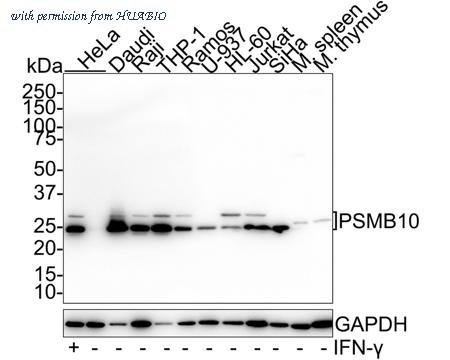 HUABIO HA721701 image 1