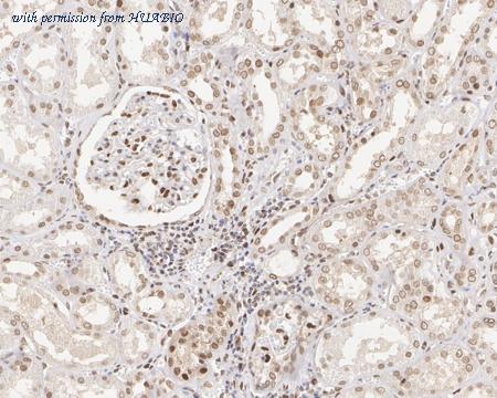 HUABIO HA721703 image 3