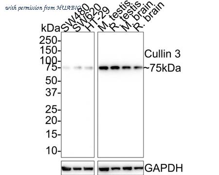 HUABIO HA721711 image 1