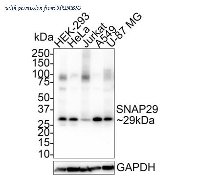 HUABIO HA721728 image 1