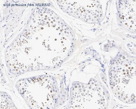 HUABIO HA721729 image 2