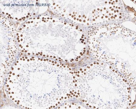 HUABIO HA721729 image 3