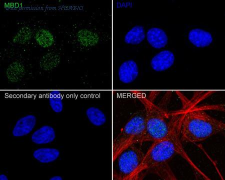 HUABIO HA721731 image 2