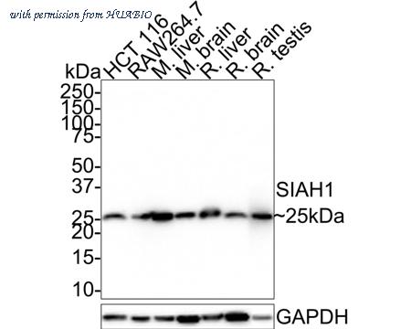 HUABIO HA721732 image 1