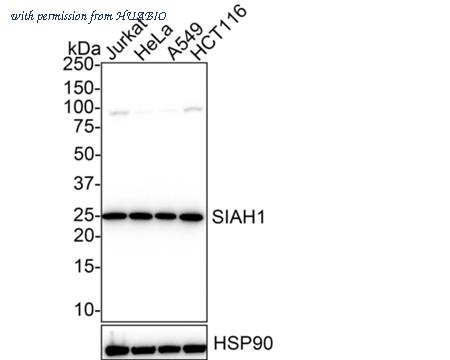 HUABIO HA721732 image 2