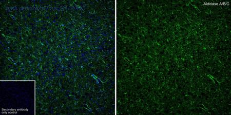 HUABIO HA721733 image 1