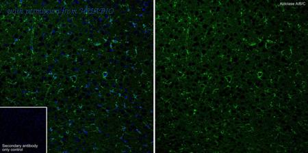 HUABIO HA721733 image 3