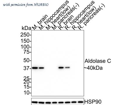 HUABIO HA721734 image 1