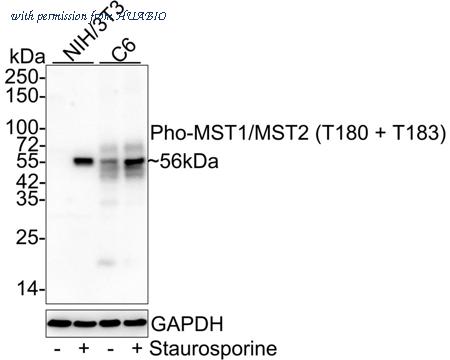 HUABIO HA721737 image 2