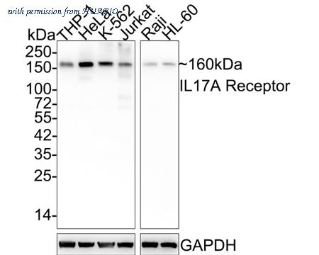 HUABIO HA721738 image 1
