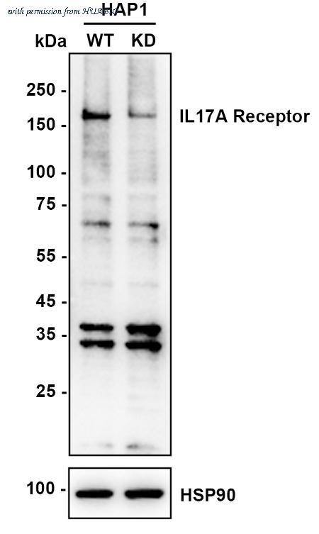 HUABIO HA721738 image 2
