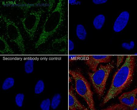 HUABIO HA721738 image 3