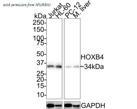 HUABIO HA721739 image 1