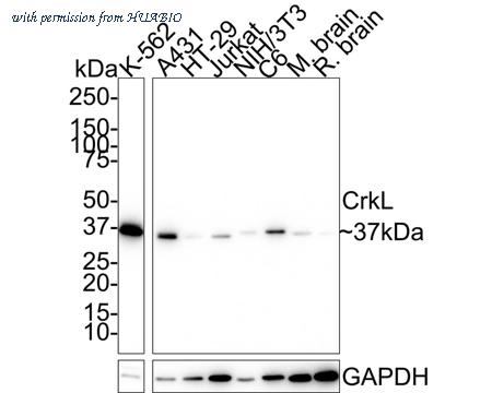HUABIO HA721740 image 1