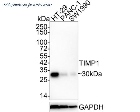 HUABIO HA721741 image 1