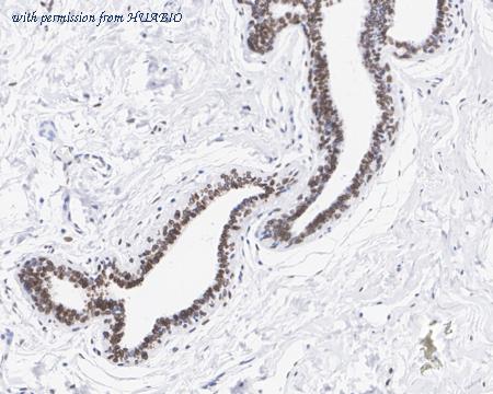 HUABIO HA721743 image 2