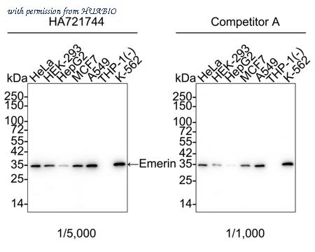 HUABIO HA721744 image 1
