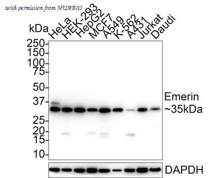 HUABIO HA721744 image 3