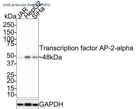 HUABIO HA721764 image 1