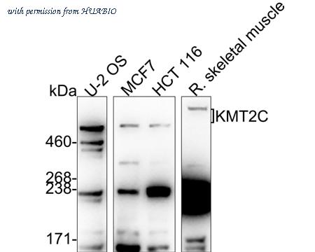 HUABIO HA721770 image 1