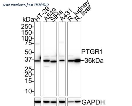 HUABIO HA721771 image 1