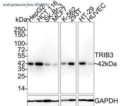 HUABIO HA721772 image 1