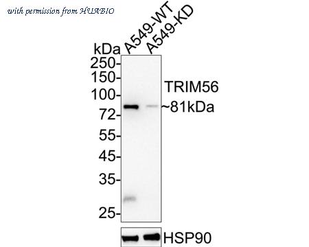 HUABIO HA721776 image 2