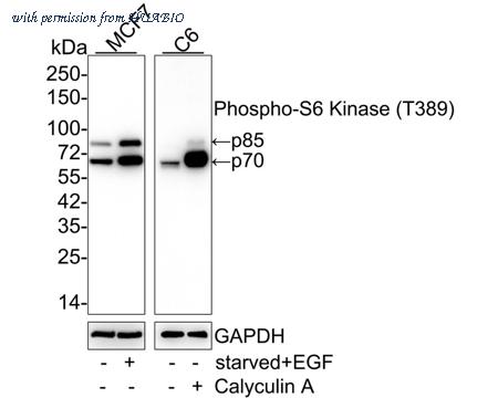 HUABIO HA721803 image 3