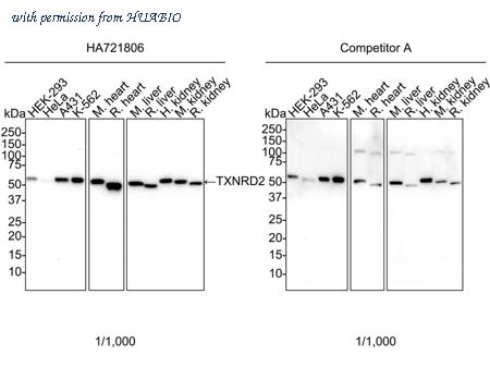 HUABIO HA721806 image 1