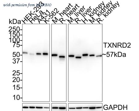HUABIO HA721807 image 1