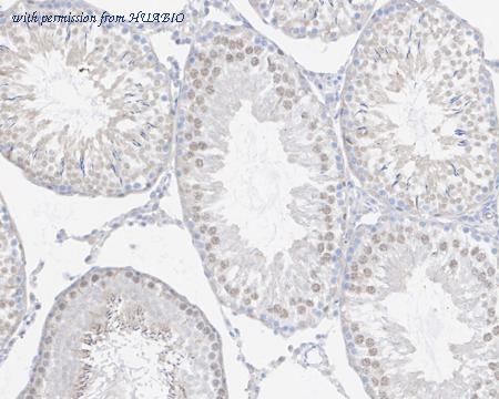 HUABIO HA721816 image 2