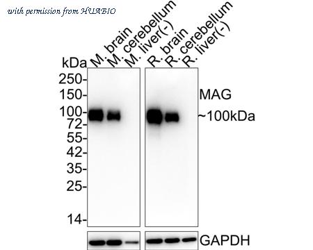 HUABIO HA721819 image 1