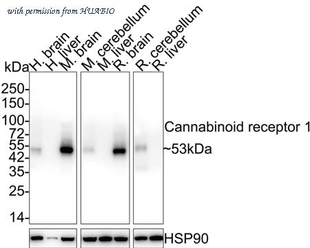HUABIO HA721820 image 1