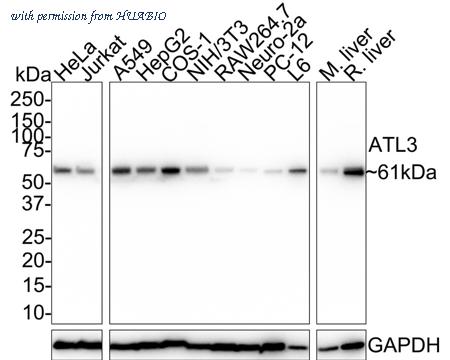 HUABIO HA721824 image 1