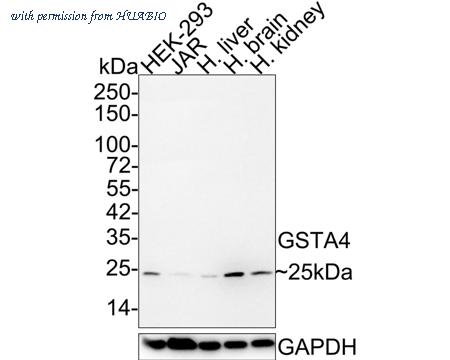 HUABIO HA721825 image 1