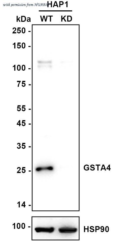 HUABIO HA721825 image 2