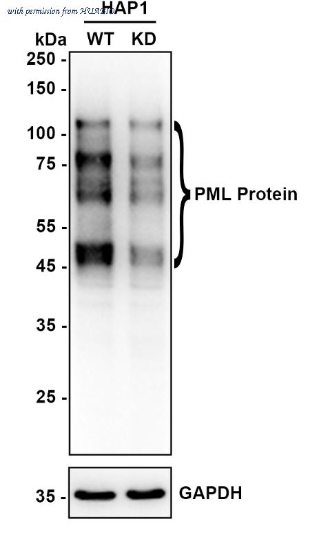 HUABIO HA721846 image 2